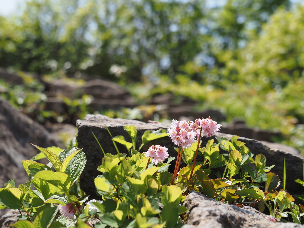 f:id:pft78526:20210619080003j:plain