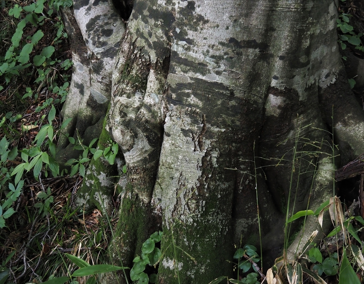 f:id:pft78526:20210624205155j:plain