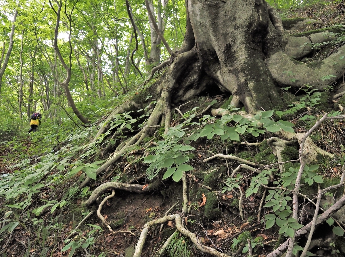 f:id:pft78526:20210627100205j:plain