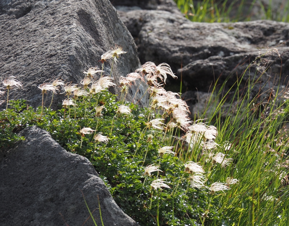 f:id:pft78526:20210721204812j:plain