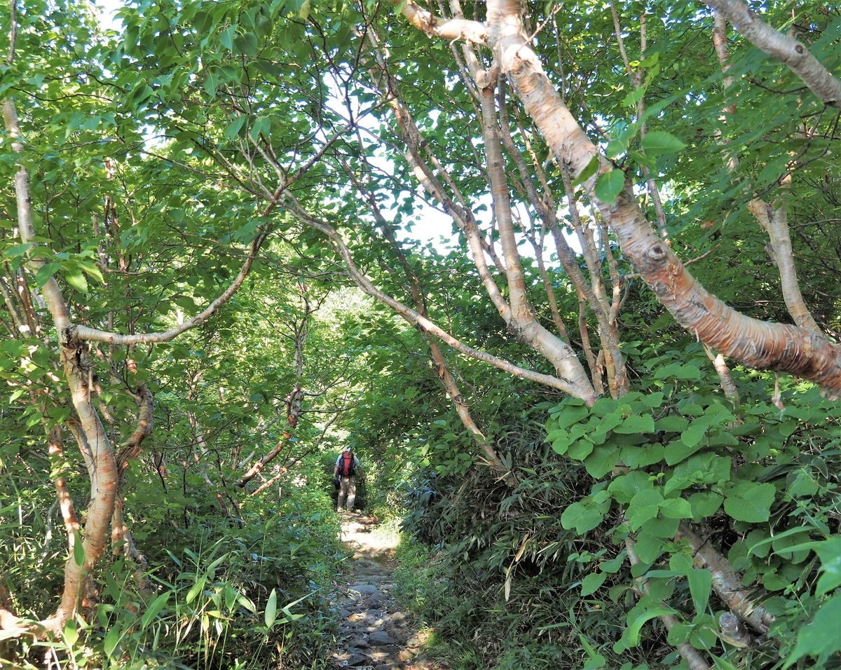 f:id:pft78526:20210727115256j:plain