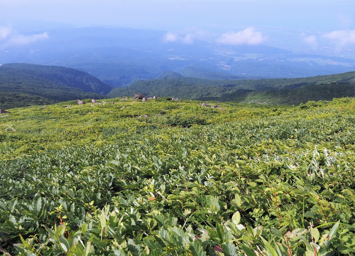 f:id:pft78526:20210727120046j:plain