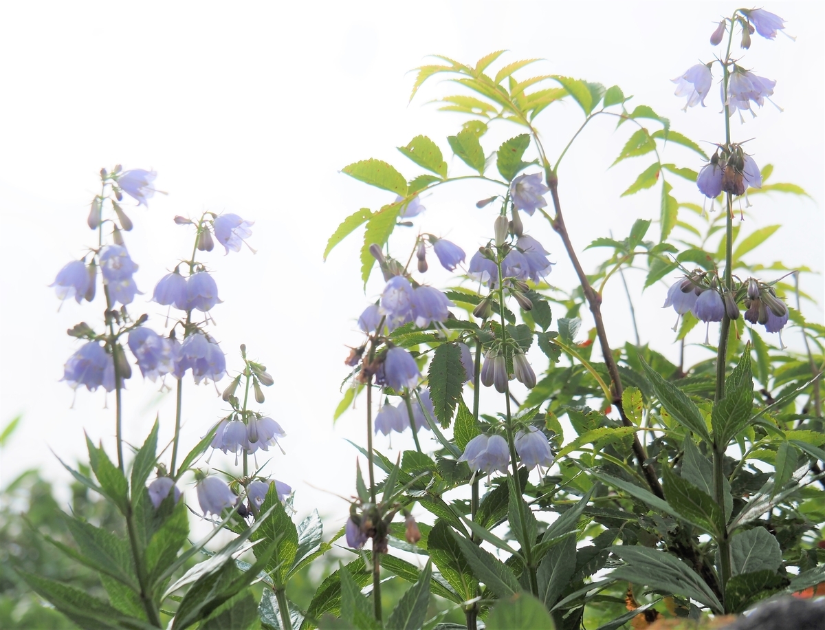 f:id:pft78526:20210727120150j:plain