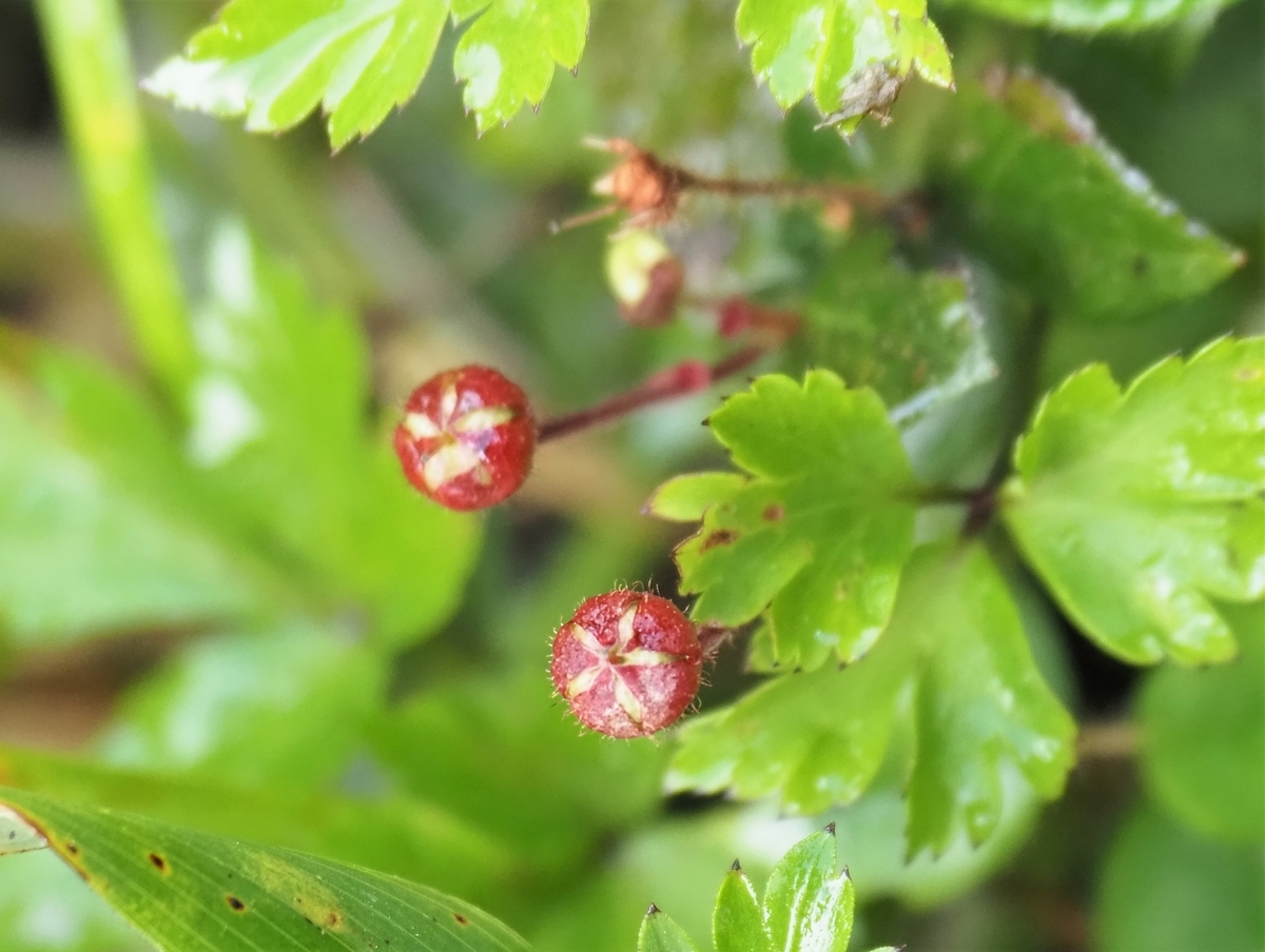 f:id:pft78526:20210727120214j:plain