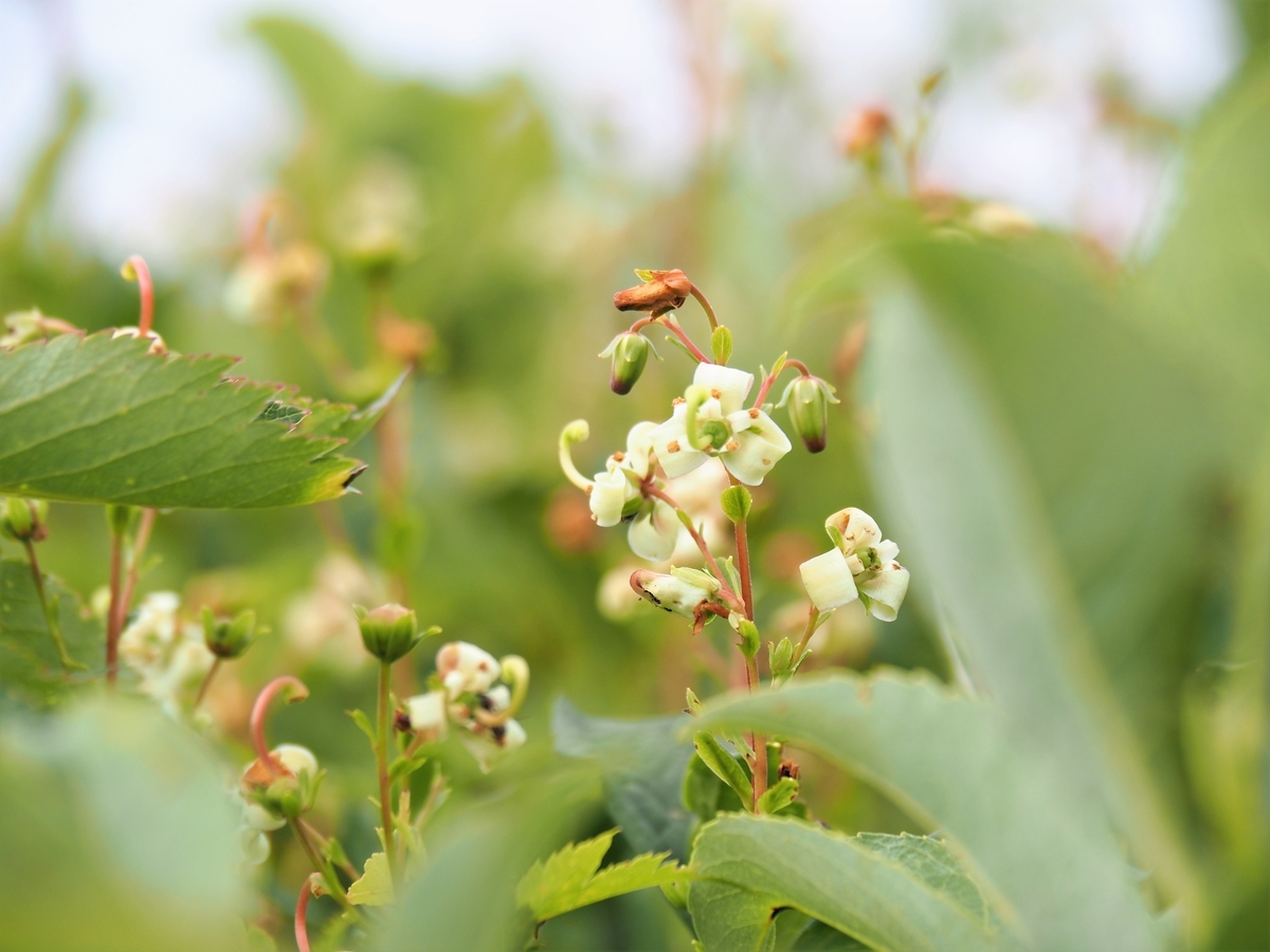 f:id:pft78526:20210727120232j:plain