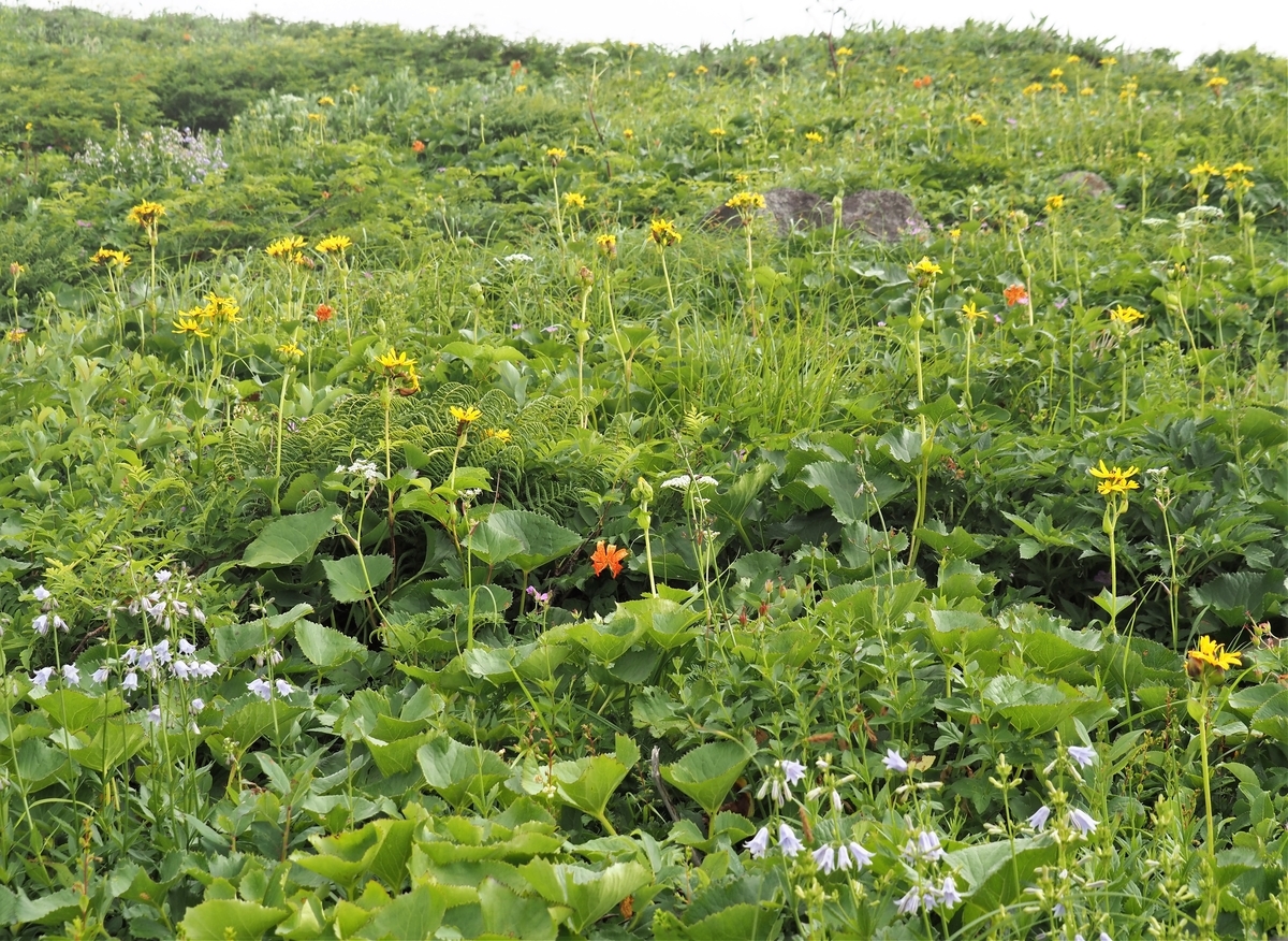 f:id:pft78526:20210727120315j:plain