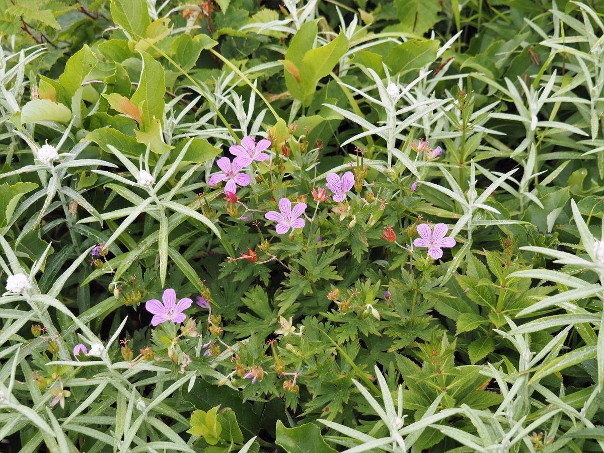 f:id:pft78526:20210727120353j:plain