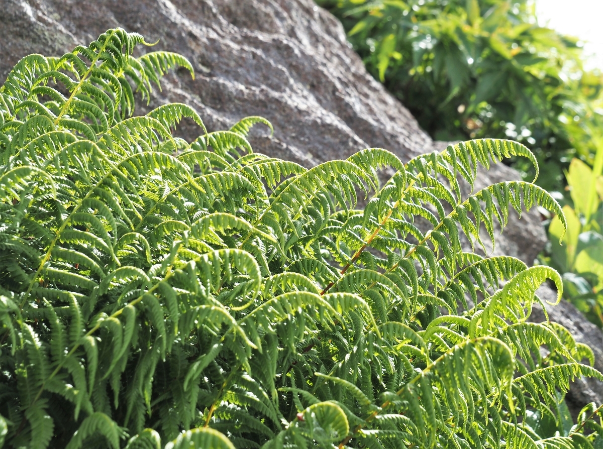 f:id:pft78526:20210727120438j:plain