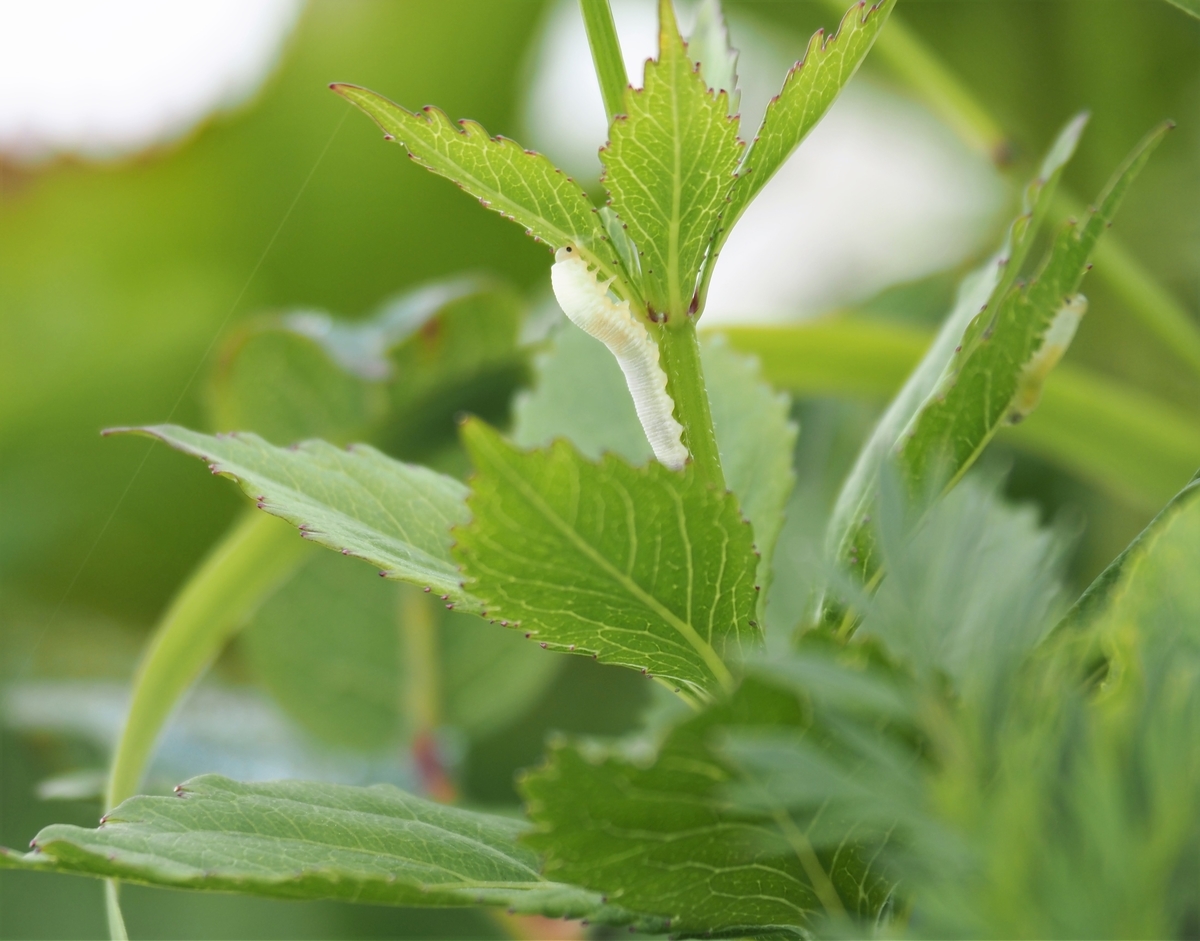 f:id:pft78526:20210727120446j:plain