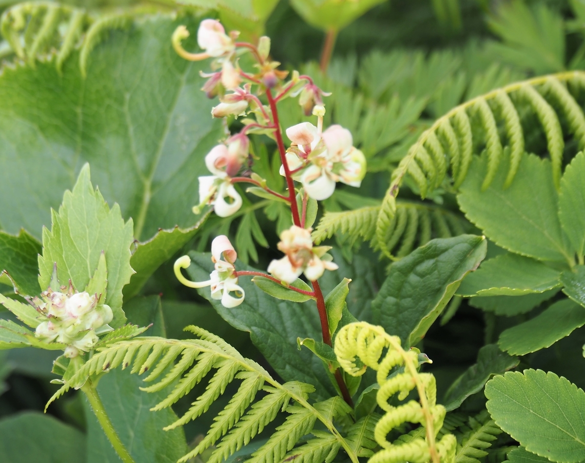 f:id:pft78526:20210727120456j:plain