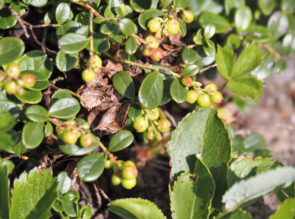 f:id:pft78526:20210727120522j:plain