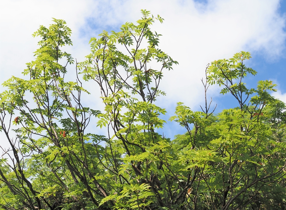 f:id:pft78526:20210727120633j:plain