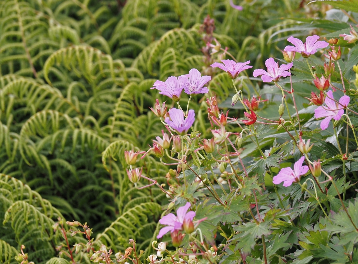 f:id:pft78526:20210812145022j:plain