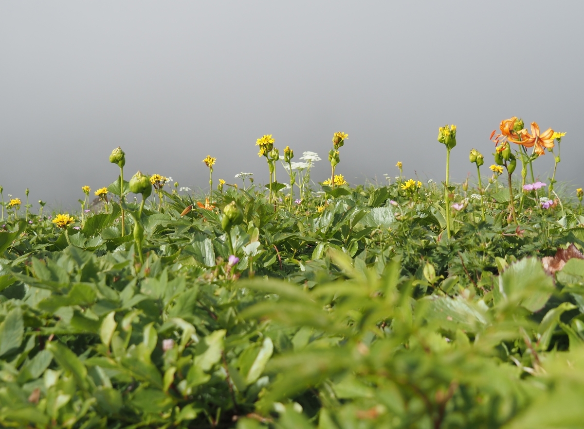 f:id:pft78526:20210812145121j:plain