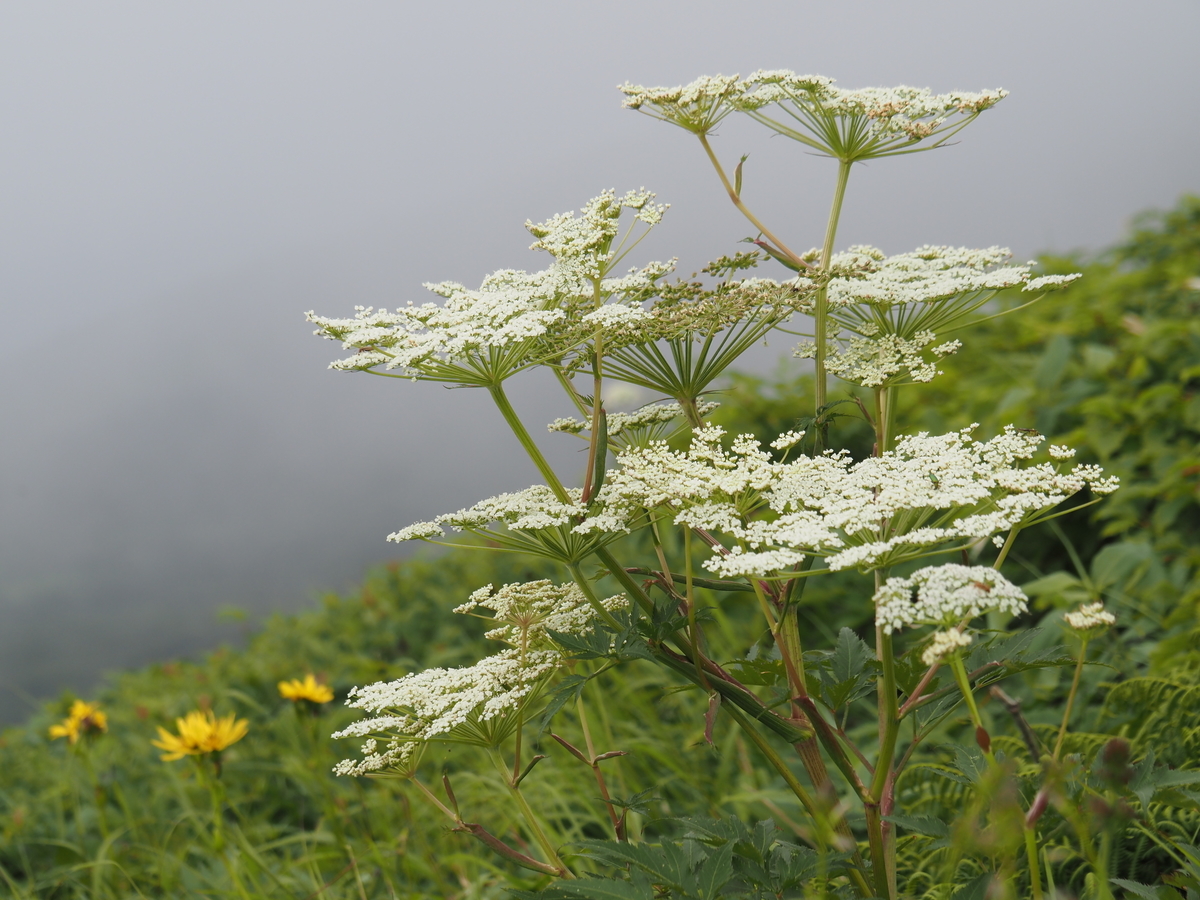 f:id:pft78526:20210812145237j:plain