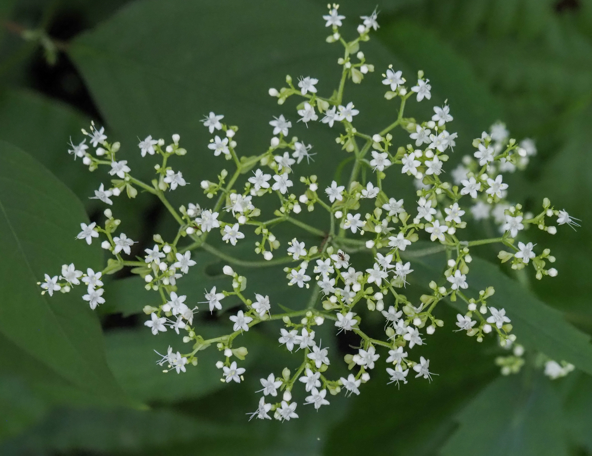 f:id:pft78526:20210905055653j:plain