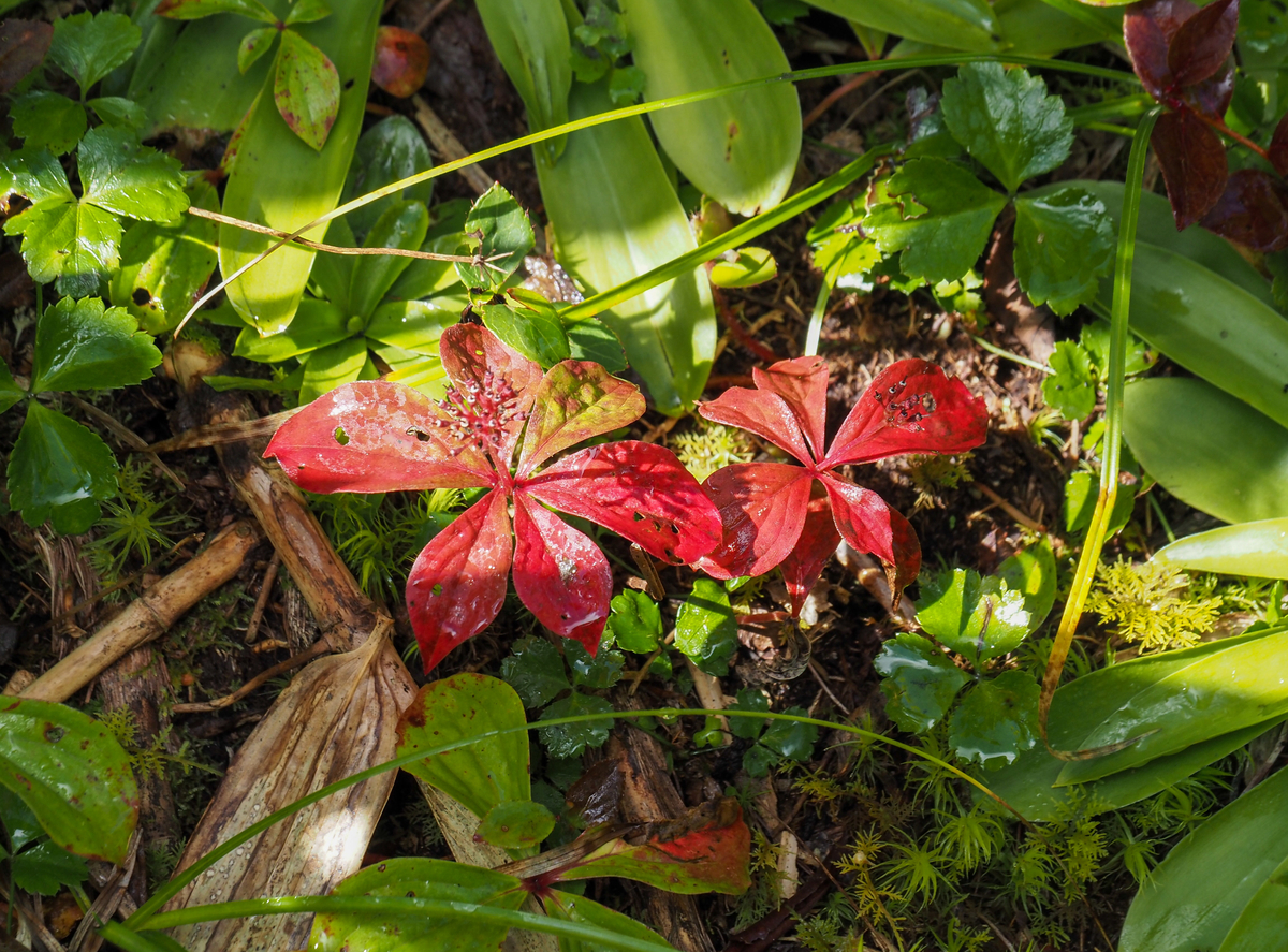 f:id:pft78526:20210926074155j:plain