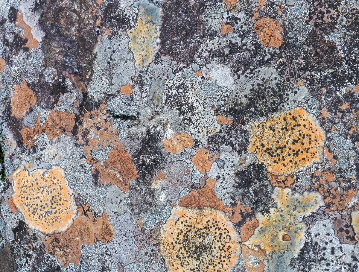 f:id:pft78526:20211028161708j:plain