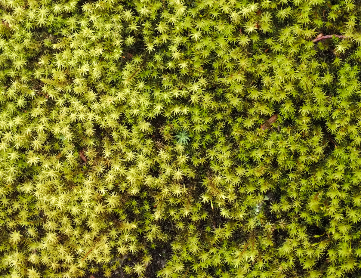 f:id:pft78526:20211105060943j:plain