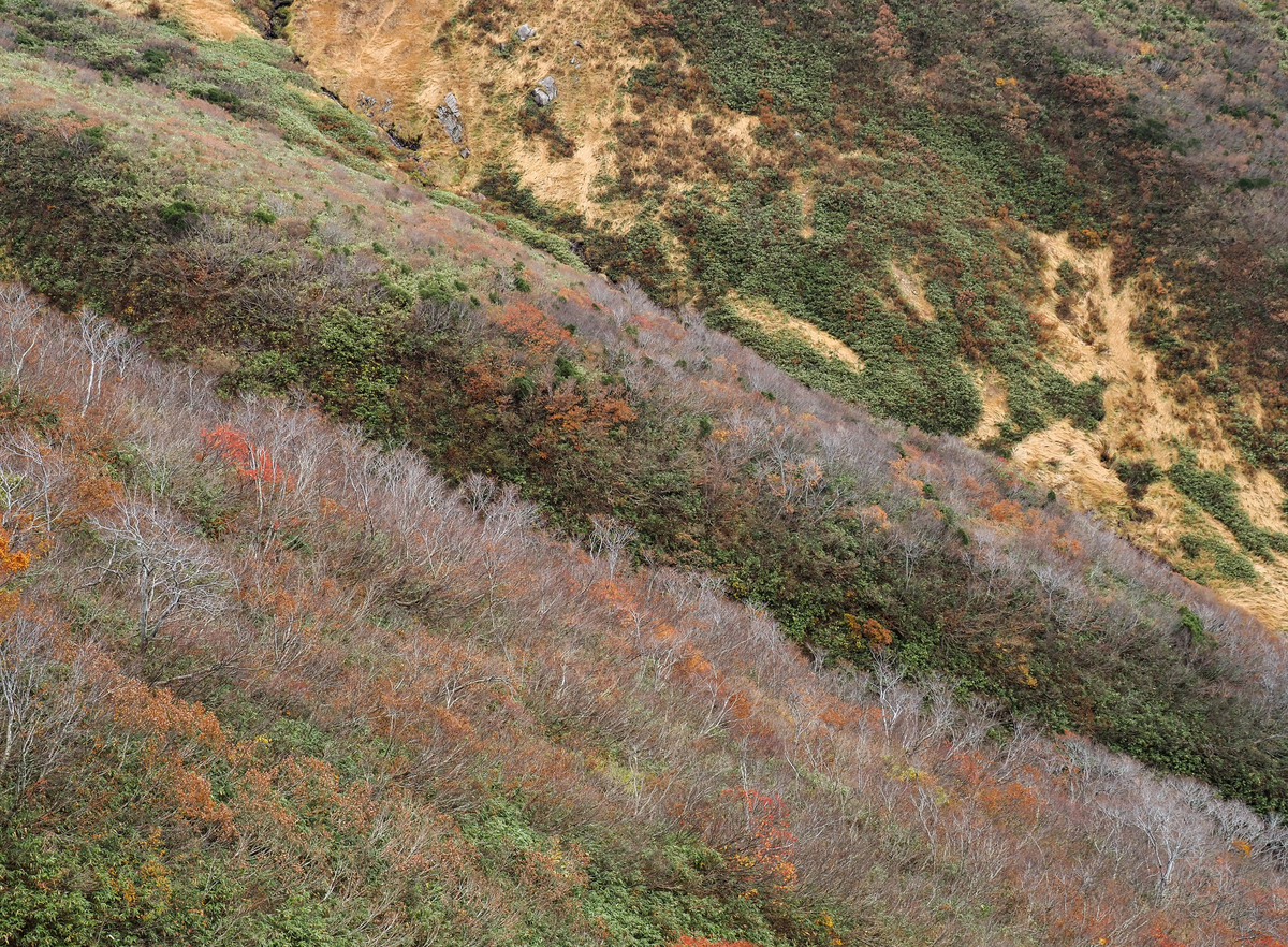 f:id:pft78526:20211105154255j:plain