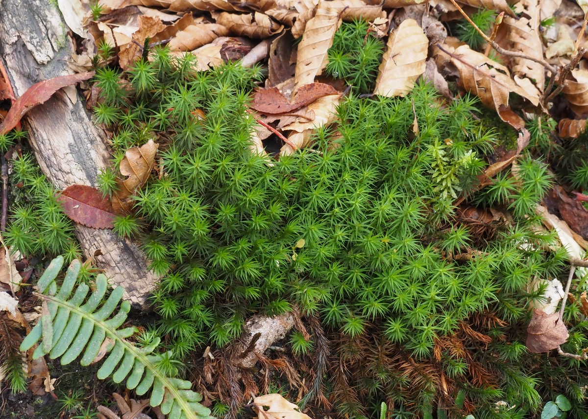 f:id:pft78526:20211105154356j:plain