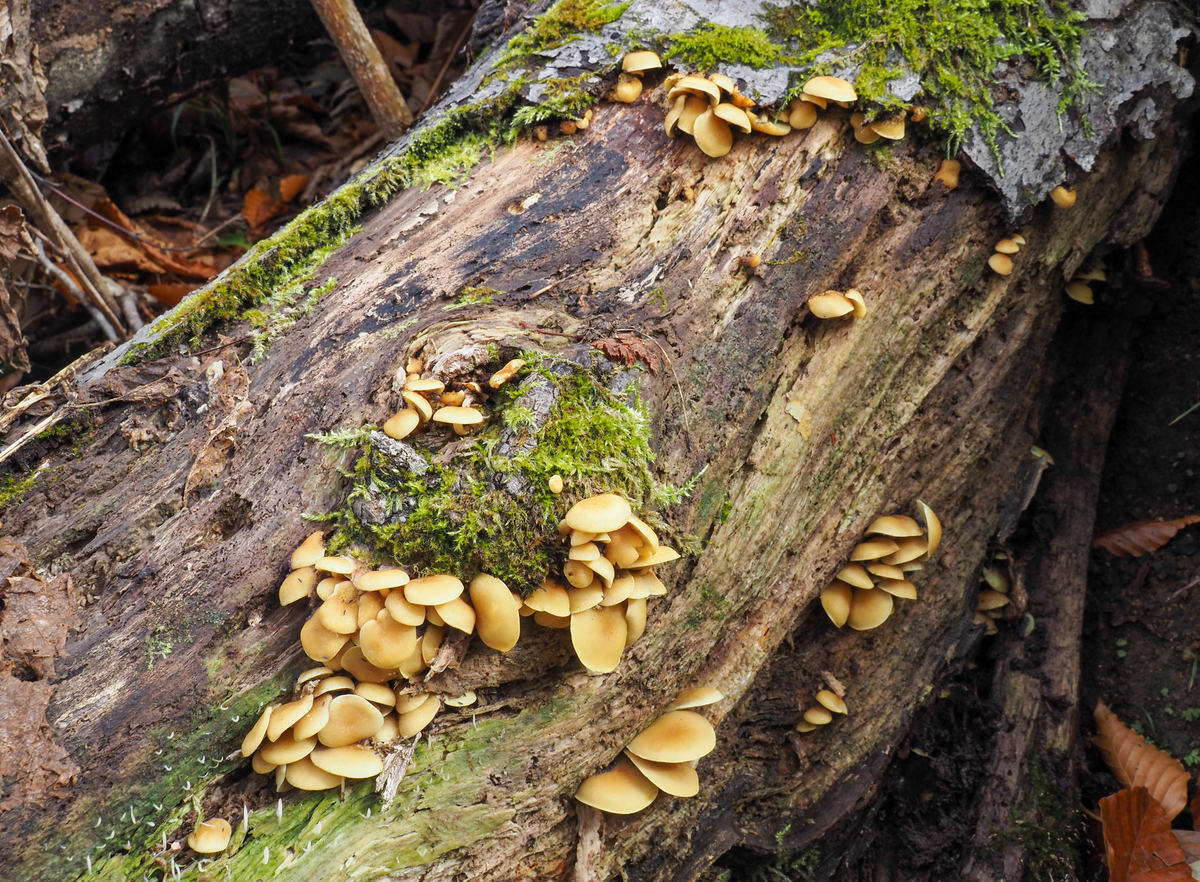 f:id:pft78526:20211105155104j:plain