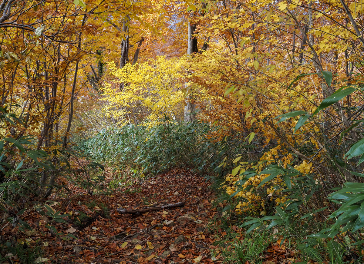 f:id:pft78526:20211105155118j:plain