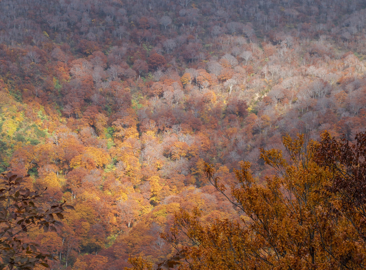 f:id:pft78526:20211105155719j:plain