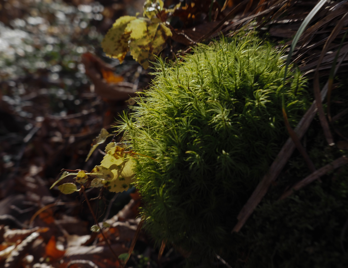 f:id:pft78526:20211113163843j:plain