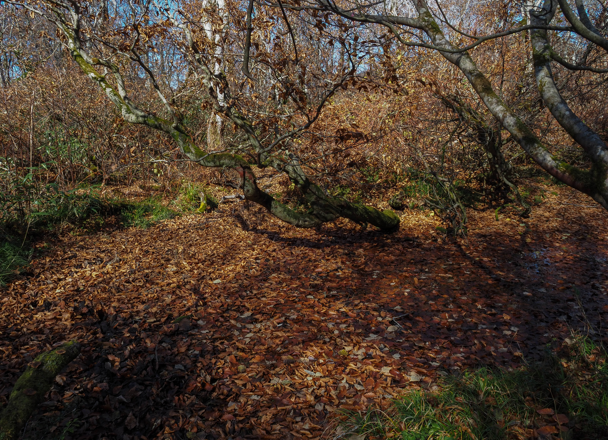 f:id:pft78526:20211113165925j:plain