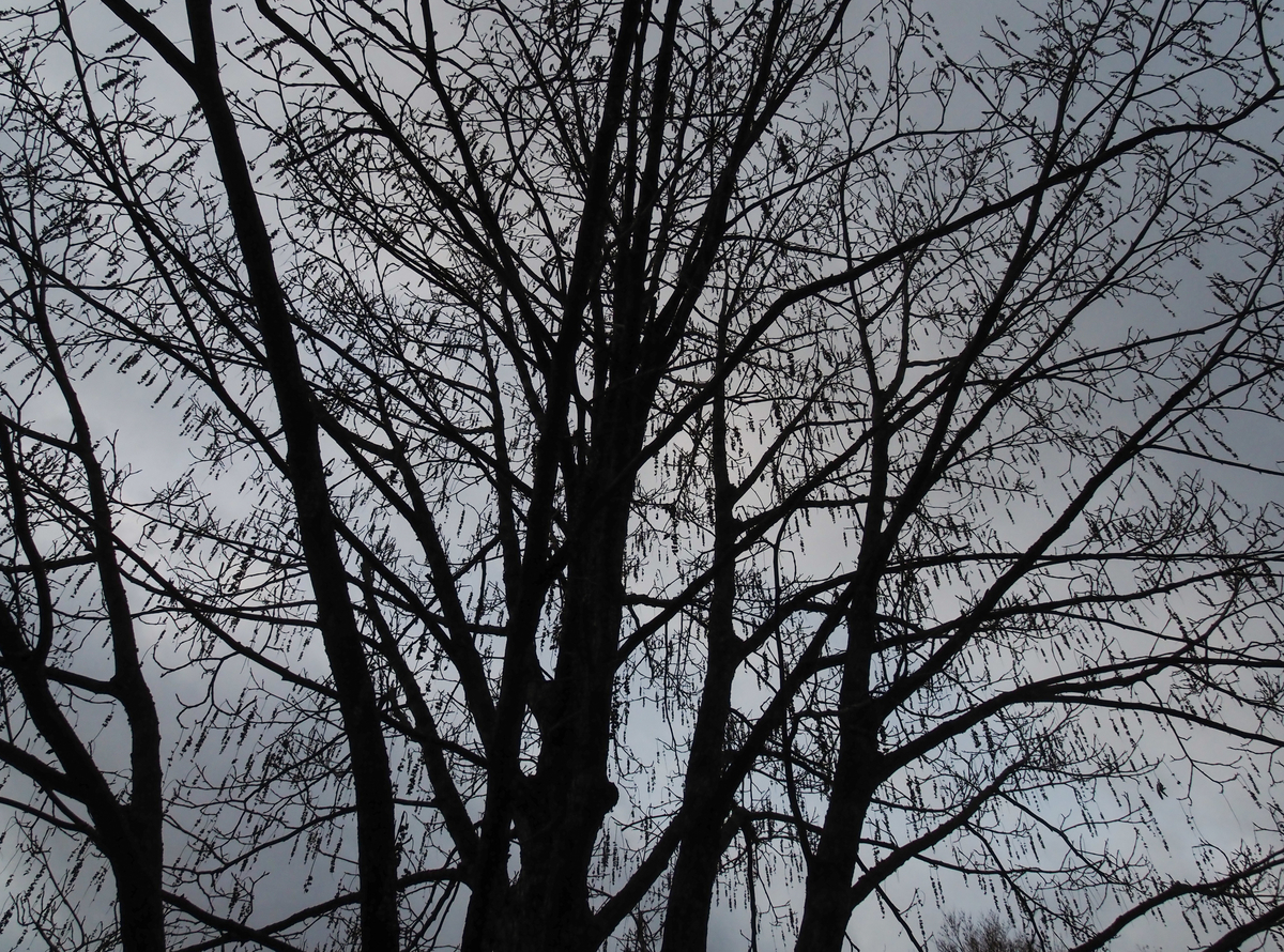 f:id:pft78526:20211126181422j:plain