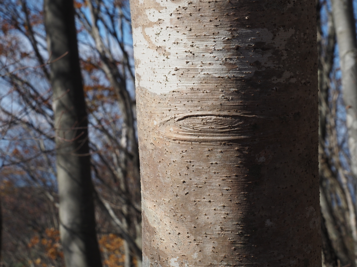 f:id:pft78526:20211130052904j:plain