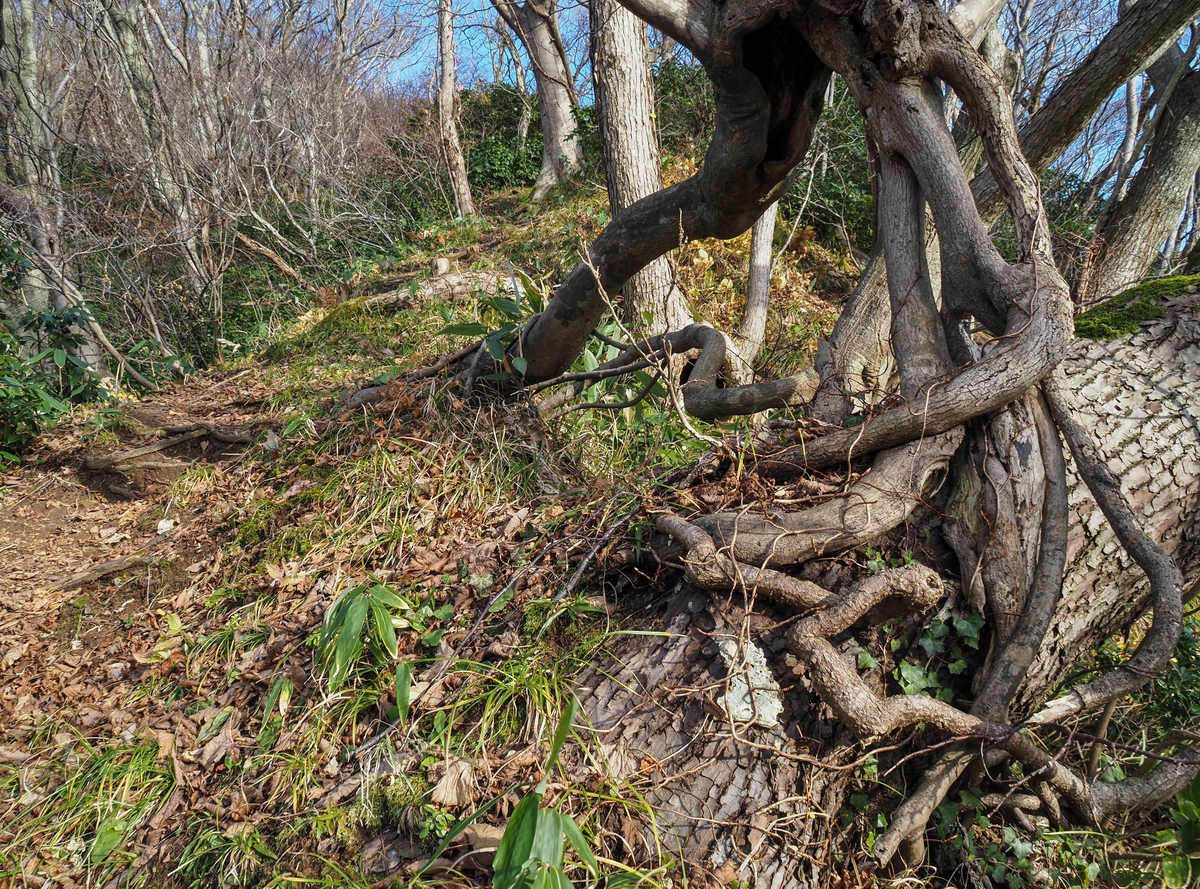 f:id:pft78526:20211204174441j:plain