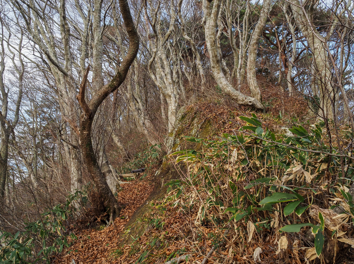 f:id:pft78526:20211204175023j:plain