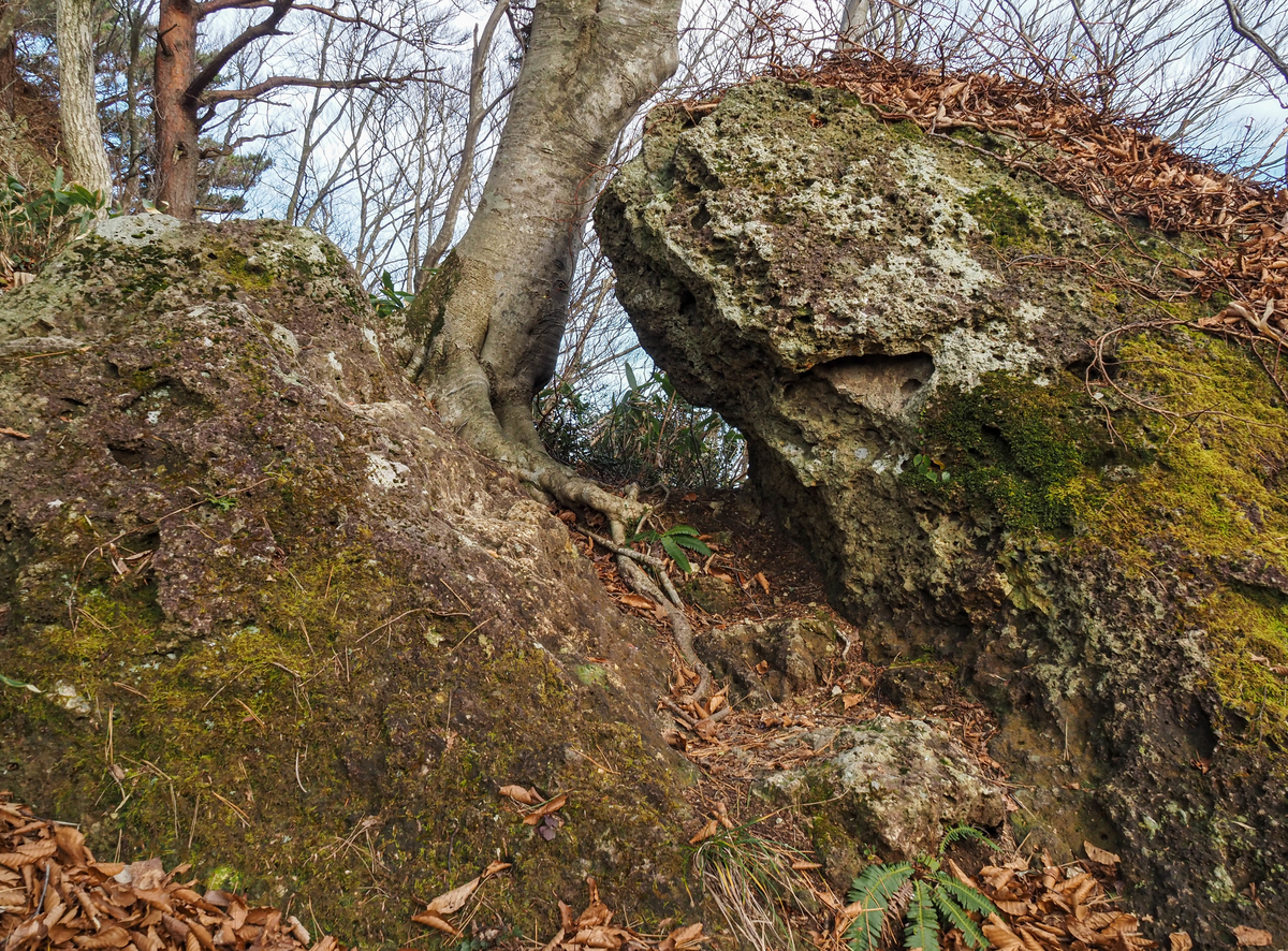 f:id:pft78526:20211204175028j:plain