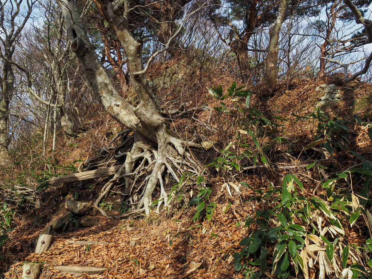 f:id:pft78526:20211204175053j:plain