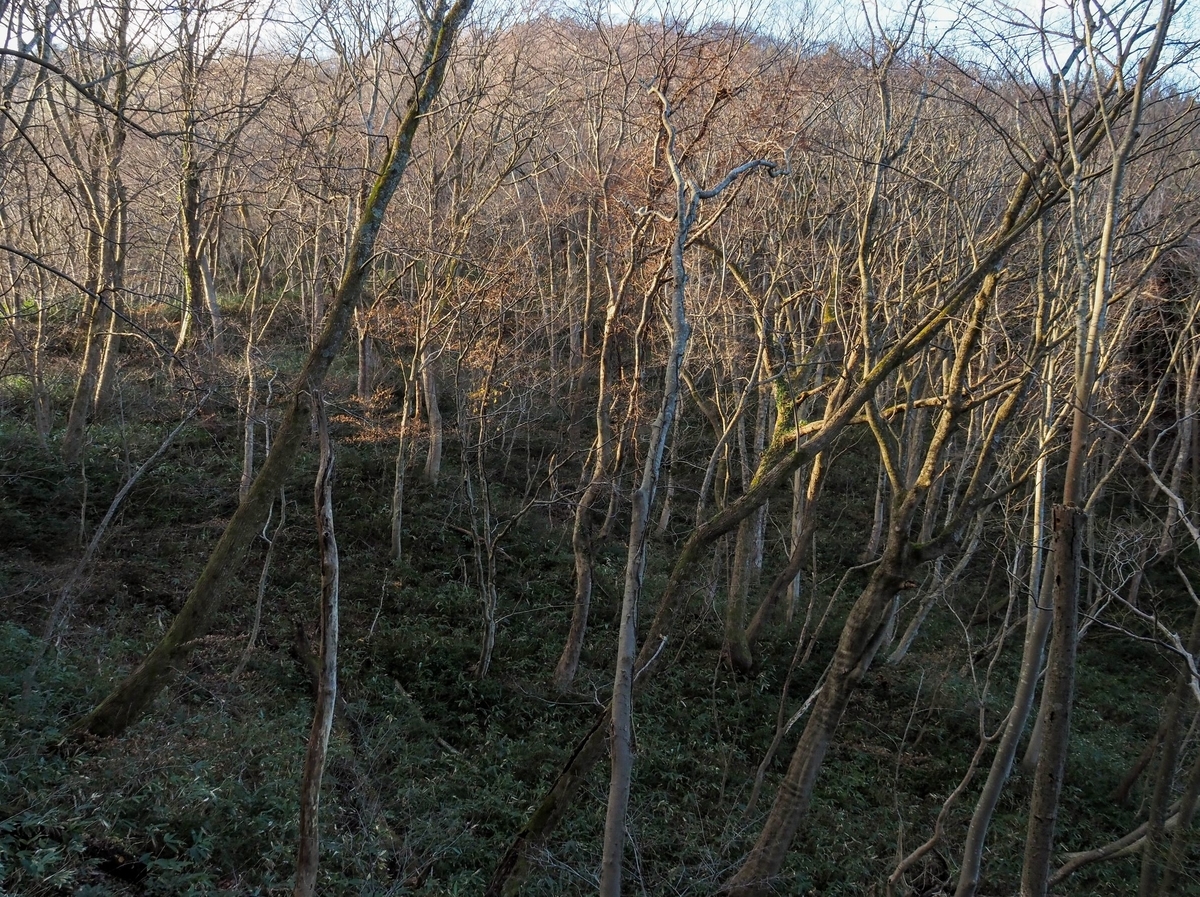f:id:pft78526:20211216114705j:plain