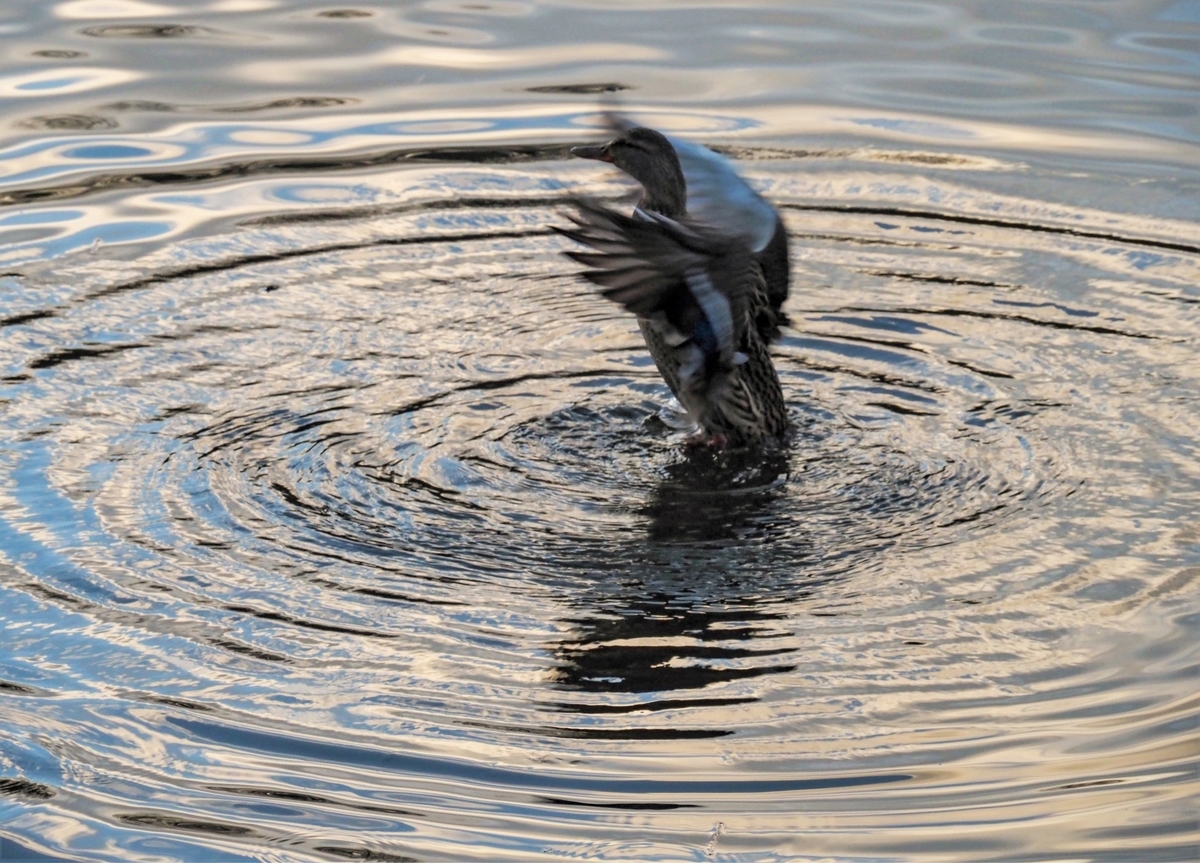 f:id:pft78526:20211216115937j:plain