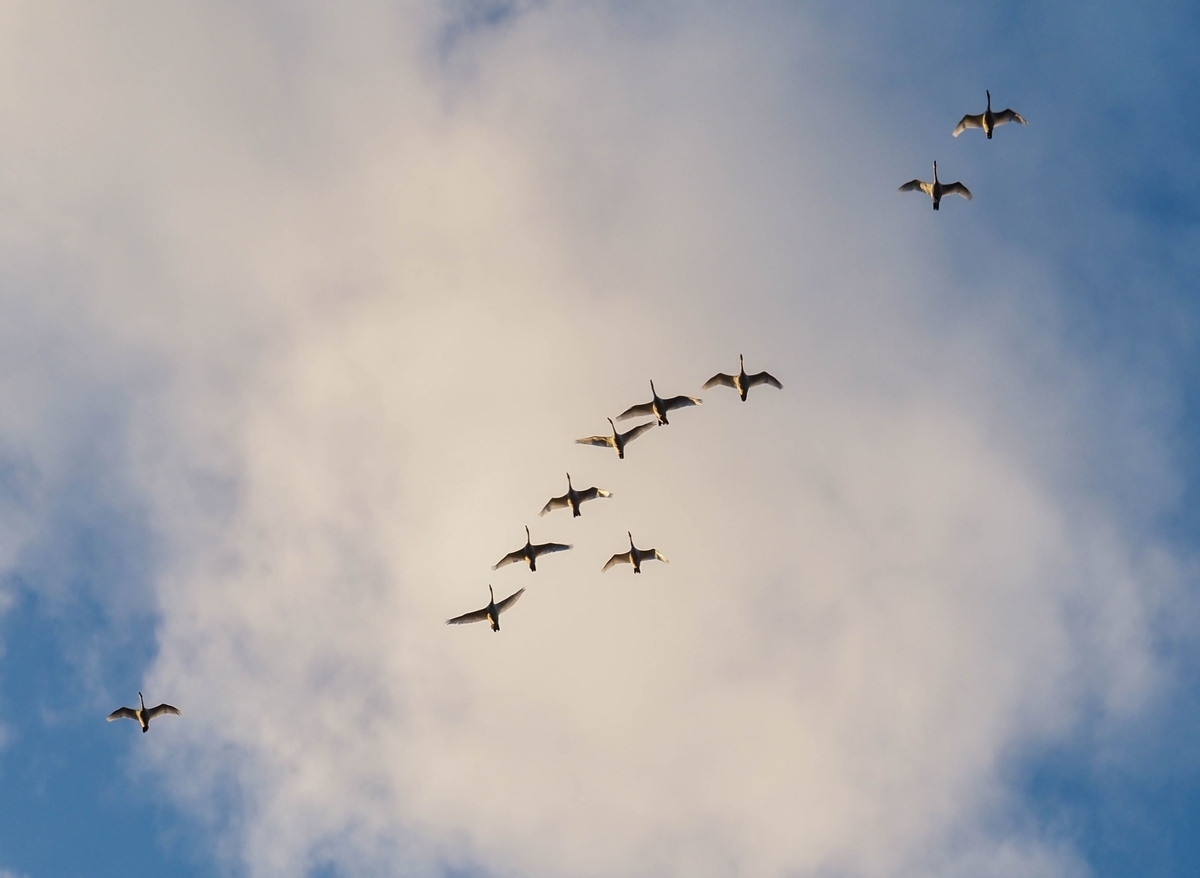 f:id:pft78526:20211216120729j:plain