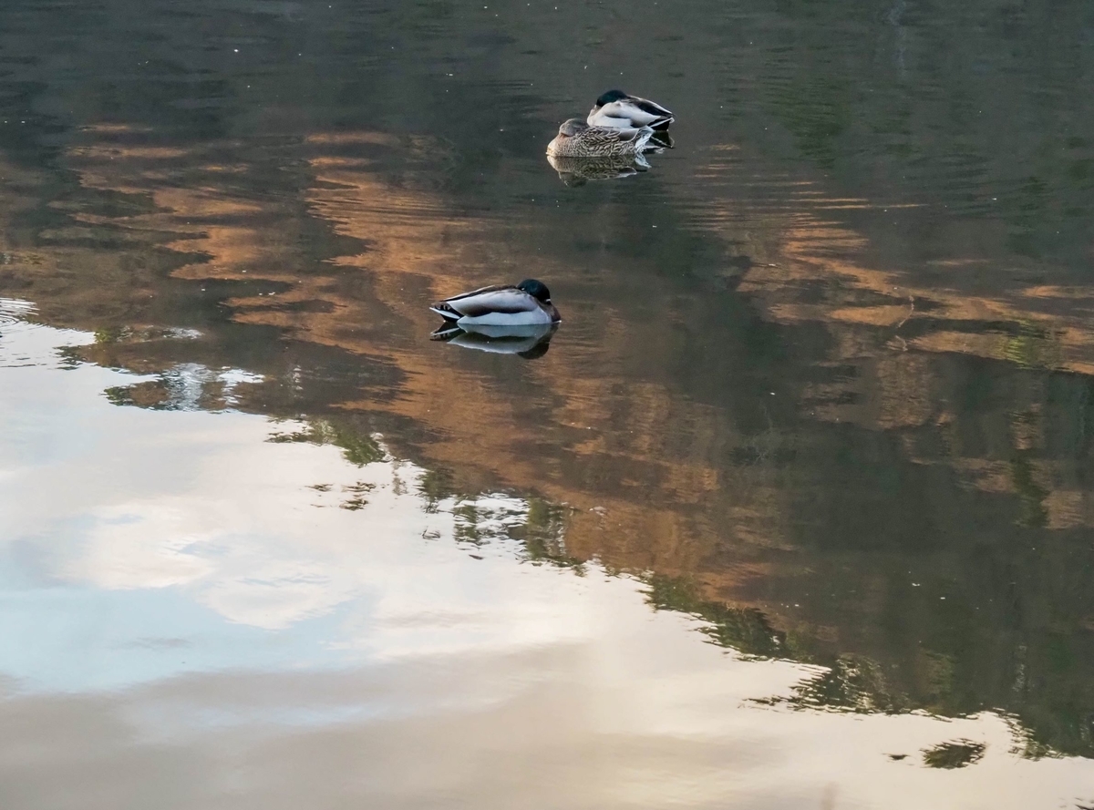 f:id:pft78526:20211216120847j:plain