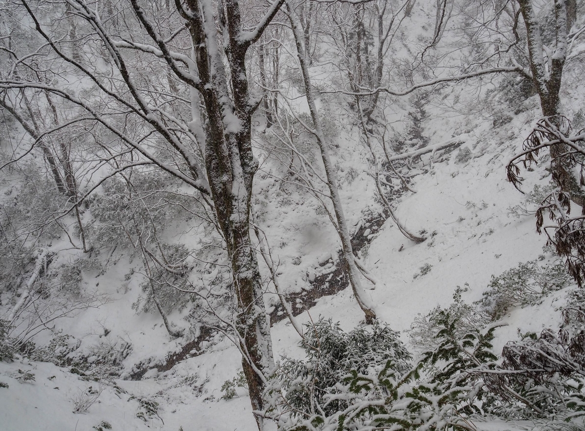 f:id:pft78526:20211225175232j:plain