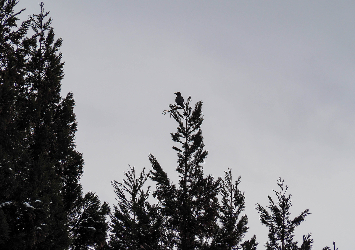 f:id:pft78526:20220118190257j:plain
