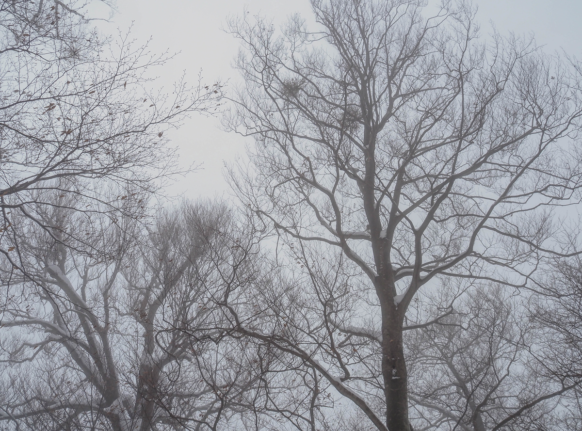 f:id:pft78526:20220124163312j:plain