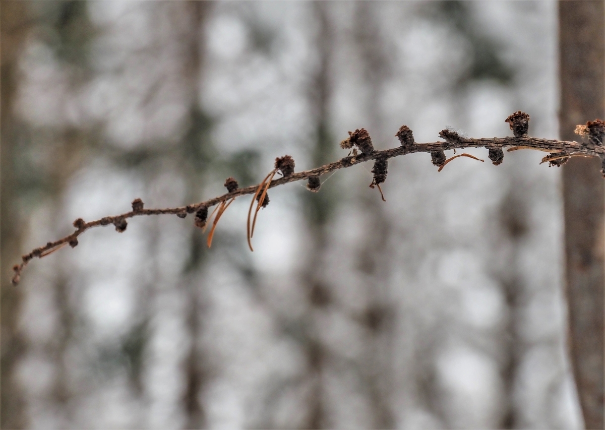 f:id:pft78526:20220125085206j:plain