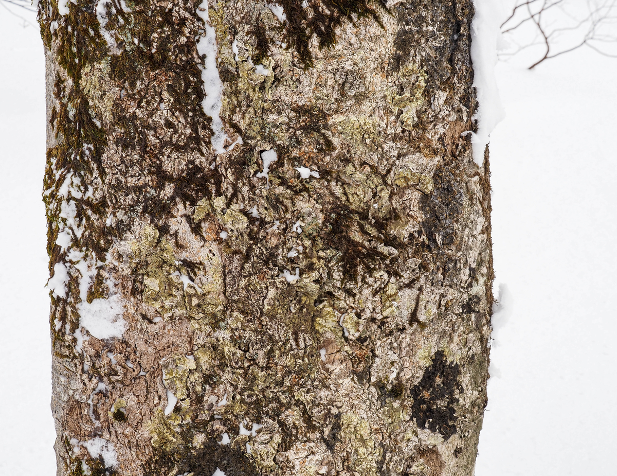 f:id:pft78526:20220216135352j:plain