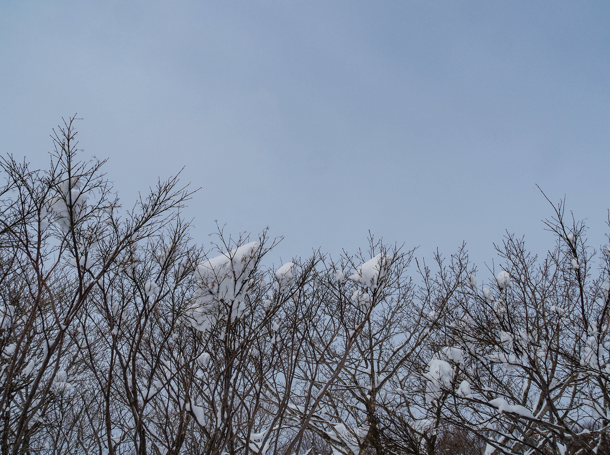 f:id:pft78526:20220220190248j:plain
