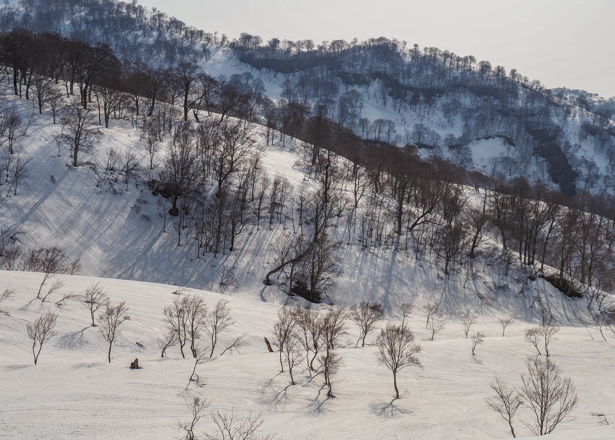 f:id:pft78526:20220413053522j:plain