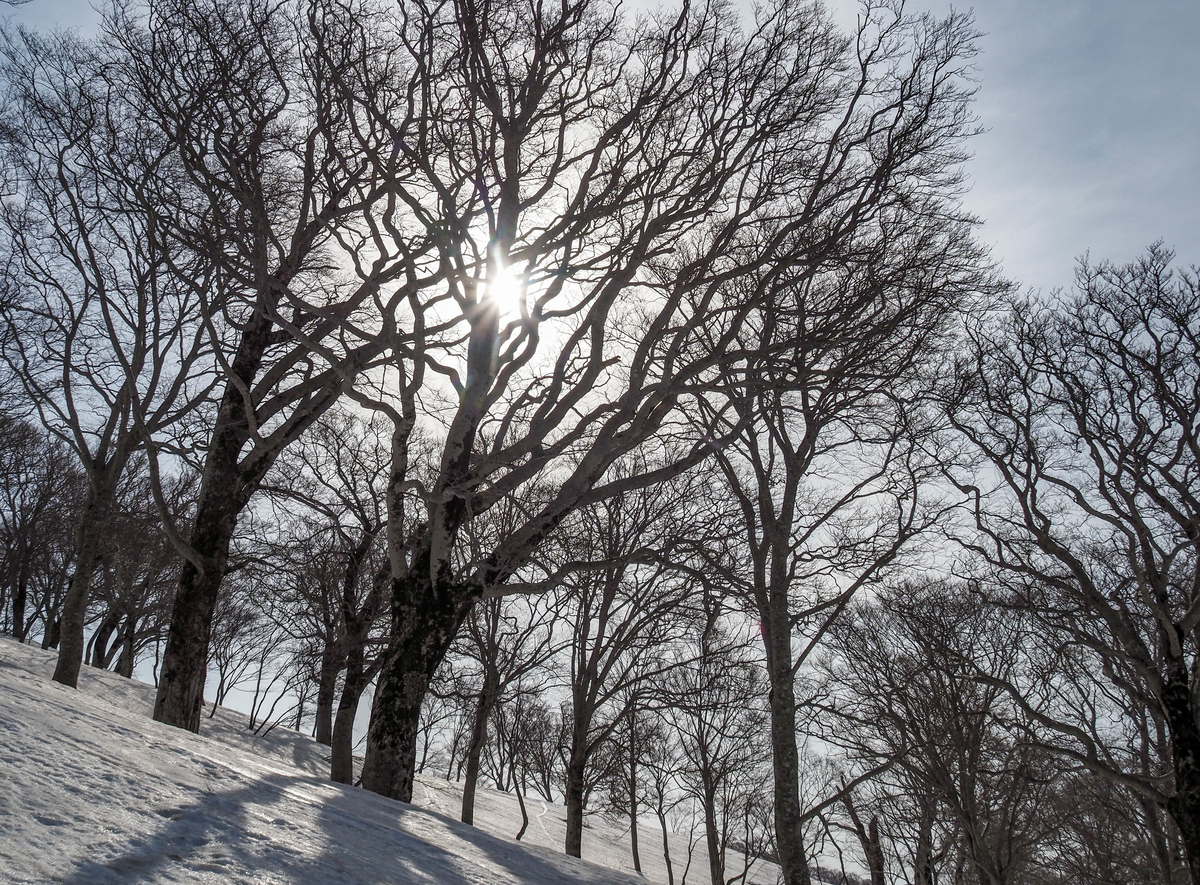 f:id:pft78526:20220413053551j:plain