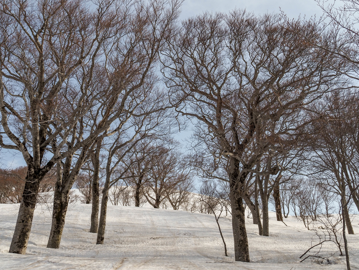 f:id:pft78526:20220413053601j:plain