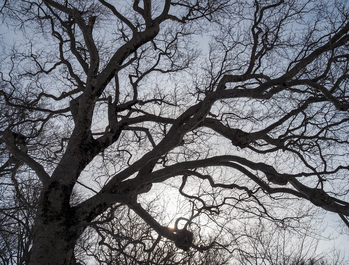 f:id:pft78526:20220413053606j:plain